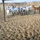 تيوس للمناسبات مقفله مشاء الله