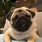 كلب بق pug ذكر العمر مستورد مستوي جدا عالي
