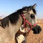 مهر عربي شعبي