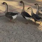 وز عراقي
