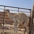قعود مفرود