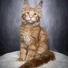 قطط ماين كون عمر شهرين جاهزين للاستلام