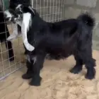 جذع عارضي كفو