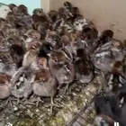 دجاج فيومي جميع الأعمار