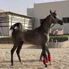 مهره واهو ( تم البيع )