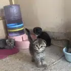 البيع قطوه سكوتش