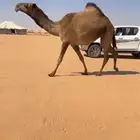 بكره صفرا كفو