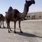 ام ثالث لقحه مجهم