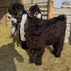 جذع عارضي صنف