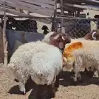 خرفان للبيع