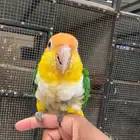 للبيع ذكر كايك وايت بيلي