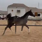 مهره واهو ( تم البيع )