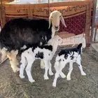 نعجه معها توم رخال