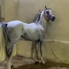 حصان شعبي