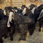 معزا عوارض صنف دفيع