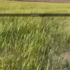 مزارع بعليه قديمه تزرع على هطول الأمطار