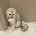 قط سكوتش فولد