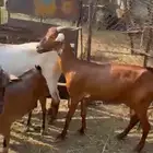 غنم