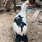 ذكر بط مصري