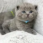 كيتن سكوتش فولد و سكوتش ستريت بيور