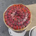 تمور العيص (الفرع) البرني والكعيمر