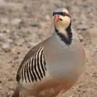 قهد حجل سفع شنير