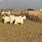 ماعز مصريات اصل