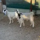 معزا دفيع للبيع