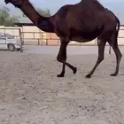 بكر للقحه