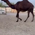 بكر مجهم للقحه