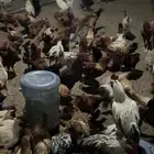 دجاج بلدي وفيومي الامنيوم وفيومي شبابي
