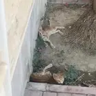 كيتن قطط صغيره للتبني