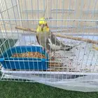 كروان مفقود في حي قرطبة