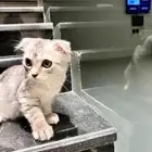 سكوتش كيتن على السوم