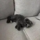 قط كيتن تبني