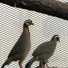 ذكر قهابا - قهبي - حجل عربي