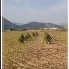 زيت سمسم بلدي عضوي
