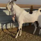 تيس ابيض فحل