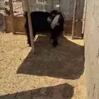 السلام عليكم ورحمة الله وبركاته خمس معزاء سنه سدس مضرايع