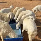 عنيزة العوشزيه