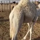 مطلوب حشو ضيار