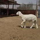 مشروع فحل للبيع