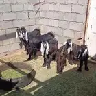 تيوس مضبي للبيع في المسيجيد