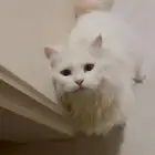 قطه مطعمه غير معقمه للتبني - المنار الدمام