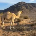 ناقة القحة طيبة بالحيل مجمع بالحليب فيها كبر شوي