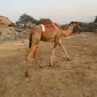 نياق لقحه وضريبه
