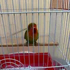 عصفور