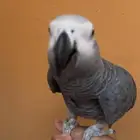 ببغاء كاسكو