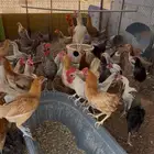 الاسياح