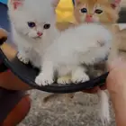 للبيع سكوتش بيور